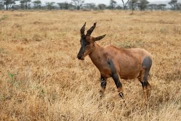 Naklejka na ściany i meble Topi Antelope in the savannah, Serengeti National Park, Tanzania