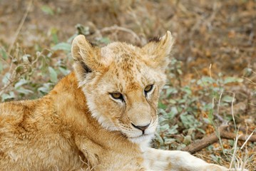 Lion cub in the savannah, Serengeti National Park, Tanzania