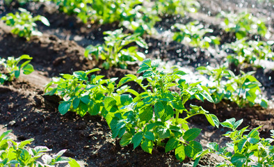 Potato field irrigation sprinkler watering the plants.