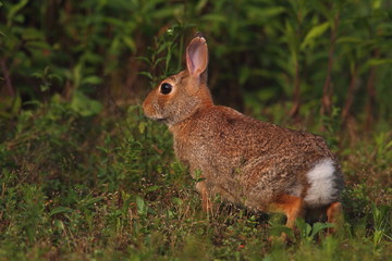 animal