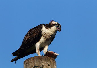 animal