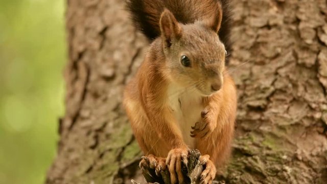 Squirrel eats on the tree