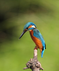 animal