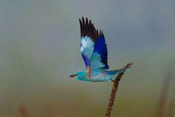 animal