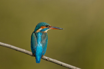 animal