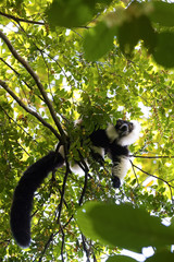 Obraz premium Black-and-white ruffed lemur, Madagascar wildlife