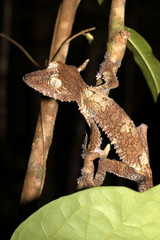 Giant leaf-tailed gecko on tree, Madagascar wildlife