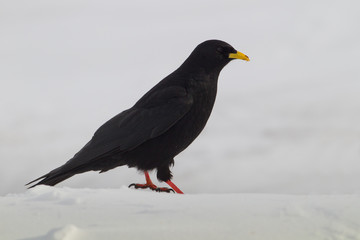 animal