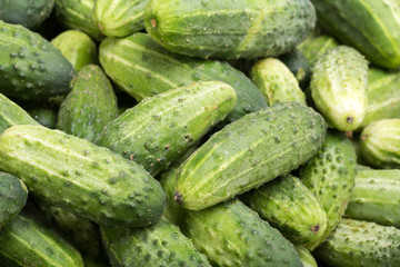 a lot of young cucumbers as background