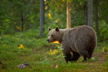 Obraz premium animal