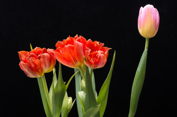 colorful bouquet of fresh spring tulip flowers