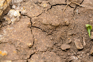 Brown chapped soil background