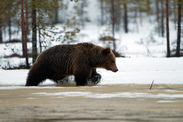 Fototapeta premium animal