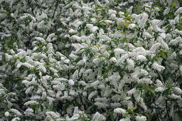blooming bunches of bird cherry closeup