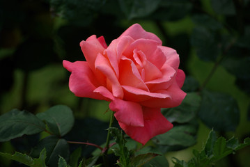 Rose épanouie au jardin au printemps