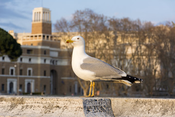 Seagull, the bird stands on a stone slab in the background of the city, the blue sky, the sun's rays