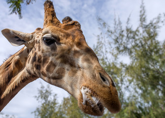GIRAFE EN GROS PLAN