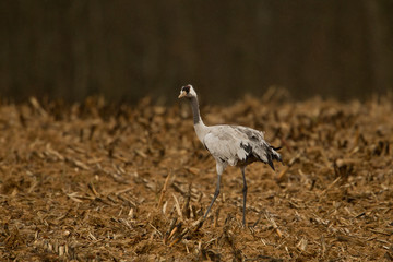 animal