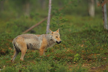 Fototapeta premium animal