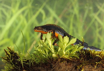 animal