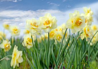 Fototapeta na wymiar Duft- und Blütenrausch: leuchtend gelbe Osterglocken :)