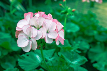 Closeup,Beautiful pink flower in garden,process color