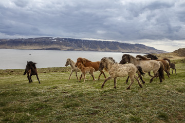 Fototapeta premium Icelandic Horses, iceland