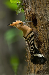 animal