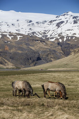 Icelandic Horses, iceland