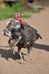 Domestic turkey stay on the winter field