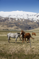 Fototapeta na wymiar Icelandic Horses, iceland