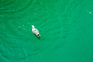 Duck on a Green Pond
