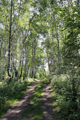 Birch trees and road in spring park