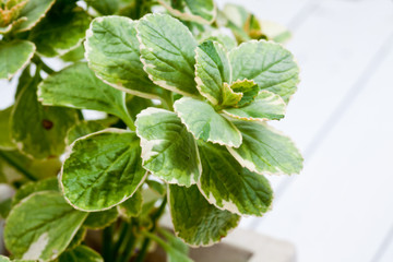 Piss off plant, Plectranthus caninus