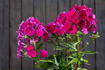 Fototapeta na wymiar Phlox flower, pink