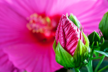Hibiscus, flower, pink © tunedin