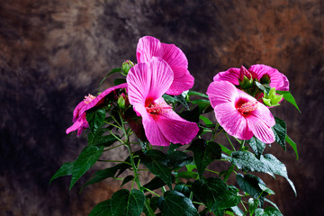 Hibiscus, flower, pink © tunedin