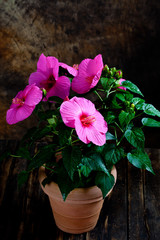 Hibiscus, flower, pink