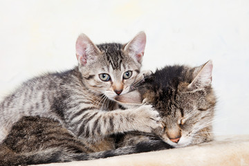 Fototapeta na wymiar Cute kitten cuddling with its mother