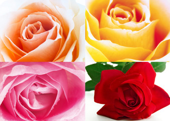 Four different rose blossomd, red, pink, yellow