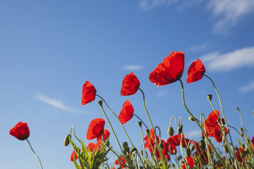Obraz premium Red poppies in field