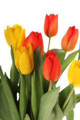 Naklejka premium Bouquet of tulips on a white background.