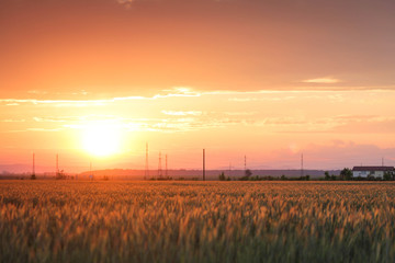 Fototapeta na wymiar Closeup of a rye field at the sunset