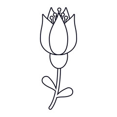 tulip flower decoration line vector illustration eps 10