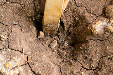 Brown chapped soil background