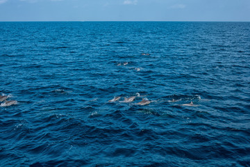 Dolphins in the Indian Ocean