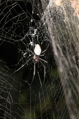 big white spider Nephilengys livida Madagascar