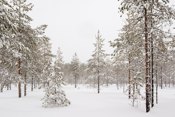 Winter forest with young pines in the foreground