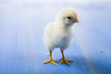 Fluffy little yellow chicken on a blue wooden background.