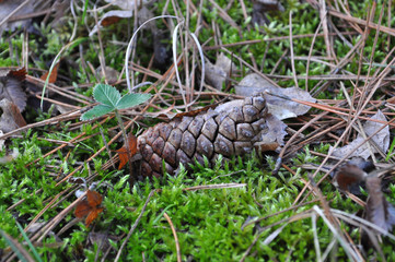 Pinecone on the ground in a pine forest next to a wild strawberry